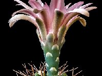 Gymnocalycium sanluisense P103b-JJ.Houdre.jpg